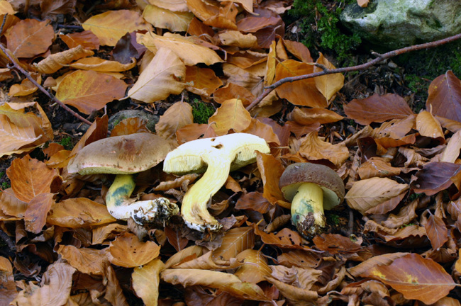 Xerocomus da determinare